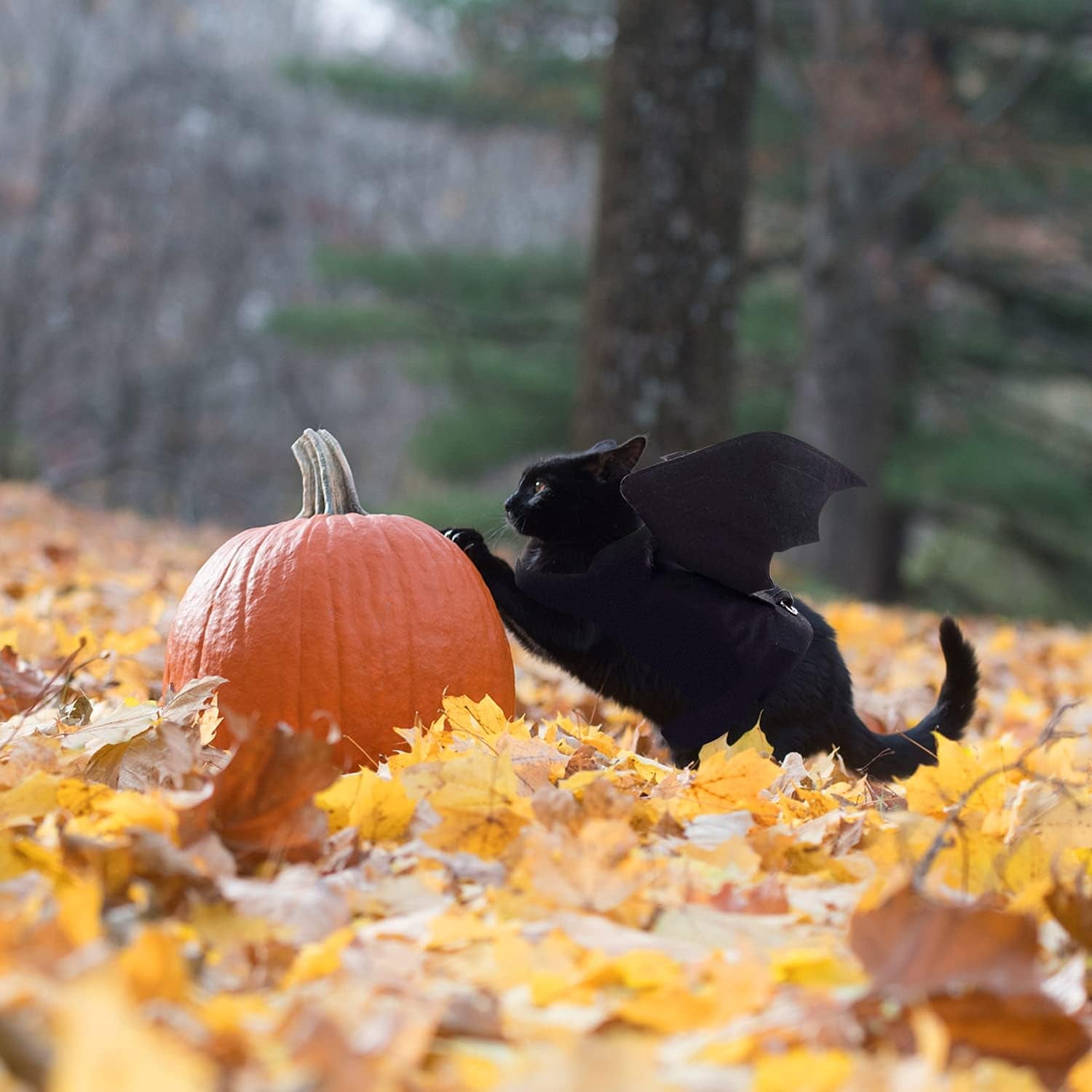Halloween Bat Wings Costume for Cats & Small Dogs – Lightweight Adjustable Pet Costum